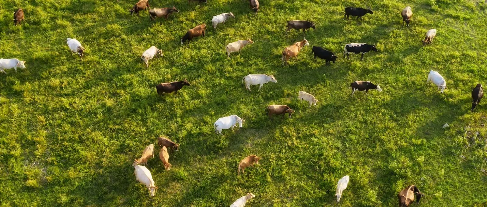 Aerial view of a cattle herd grazing on open pasture
