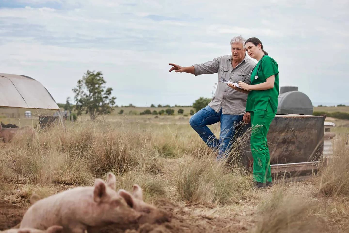 Veterinarian and farmer reviewing notes with pigs nearby