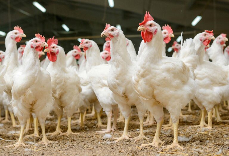 white-chickens-farm